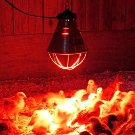 Лампа инфракрасная ИКЗК LEDium 230-150 Вт, R95, Е27, 1000К