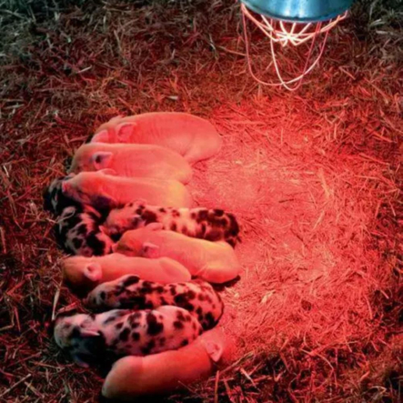 Лампа инфракрасная ИКЗК LEDium 230-150 Вт, R95, Е27, 1000К